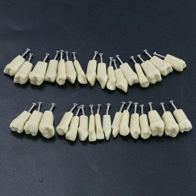 Modèle standard de restauration dentaire Typodont 32 dents amovibles (compatible...