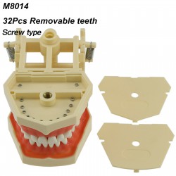 Modèle de restauration dentaire M8014 32 pièces dents compatible avec Frasaco AG3 Type