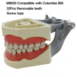 Modèle de restauration dentaire 32 pièces dents M8030 compatible avec Columbia 8...