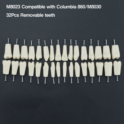 Typodont M8023 modèle dentaire 32 pièces dents de remplacement compatible columb...