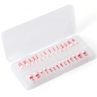 Modèle de dentier typodontique (28 pièces/ensemble), pour la pratique du traitement de canal