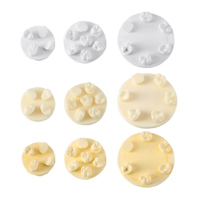 Kit de formation à la morphologie dentaire (3 pièces/sac) : modèles de positions...