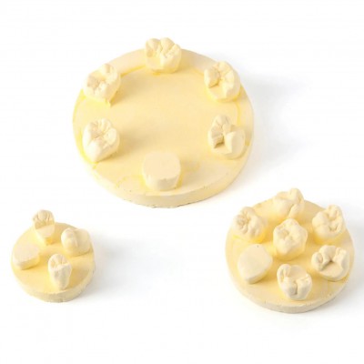 Kit de formation à la morphologie dentaire (3 pièces/sac) : modèles de positions U6/L6/U4 (gypse/résine)