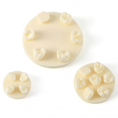 Kit de formation à la morphologie dentaire (3 pièces/sac) : modèles de positions U6/L6/U4 (gypse/résine)