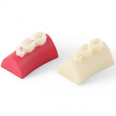 Bloc d'exercice dentaire en résine composite pour obturation des dents