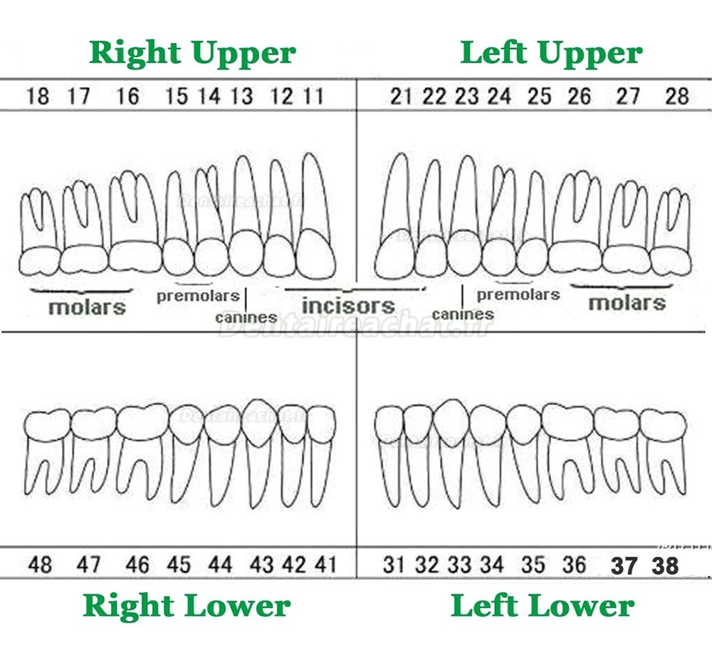 Modèle standard de restauration dentaire Typodont 32 dents amovibles (compatible avec Type Frasaco AG3)