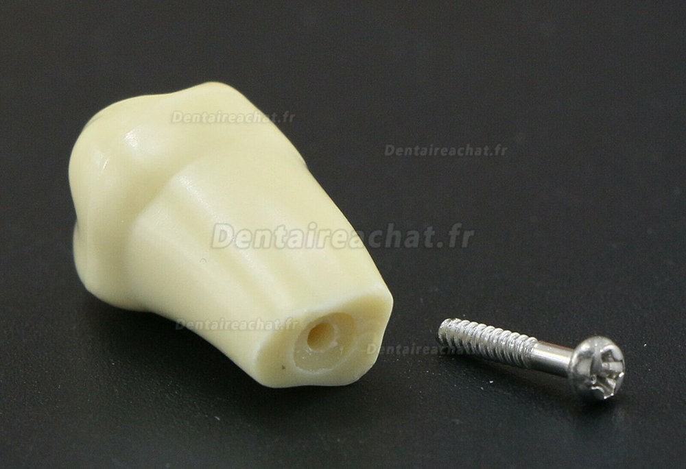 Modèle standard de restauration dentaire Typodont 32 dents amovibles (compatible avec Type Frasaco AG3)