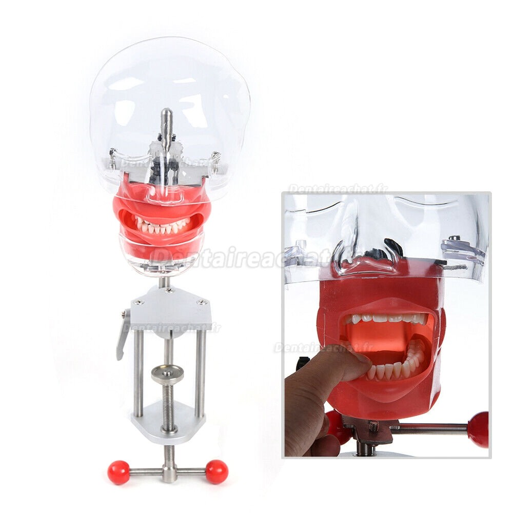 Best BD402 Unité de turbine dentaire portable + LY-L201 Kit de pièce à main + Tête fantôme de mannequin dentaire + Lampe à polymériser