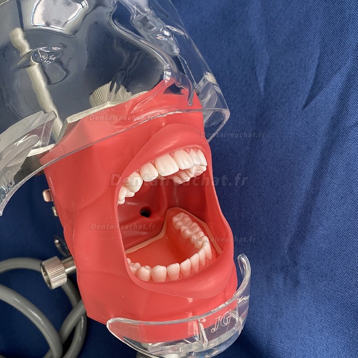 Jingle C6-1 Mannequin de formation dentaire modèle de tête fantôme compatible Nissin Kilgore