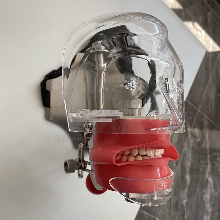 Jingle C6-3 Mannequin de formation dentaire modèle de tête fantôme compatible Nissin Kilgore