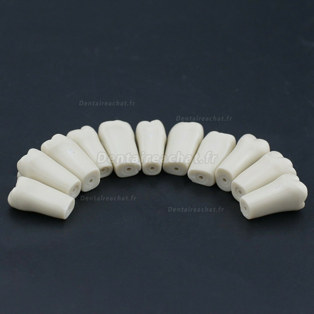 Typodont M8023 modèle dentaire 32 pièces dents de remplacement compatible columbia 860