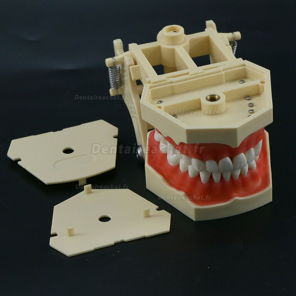 Modèle de restauration dentaire M8014 32 pièces dents compatible avec Frasaco AG3 Type