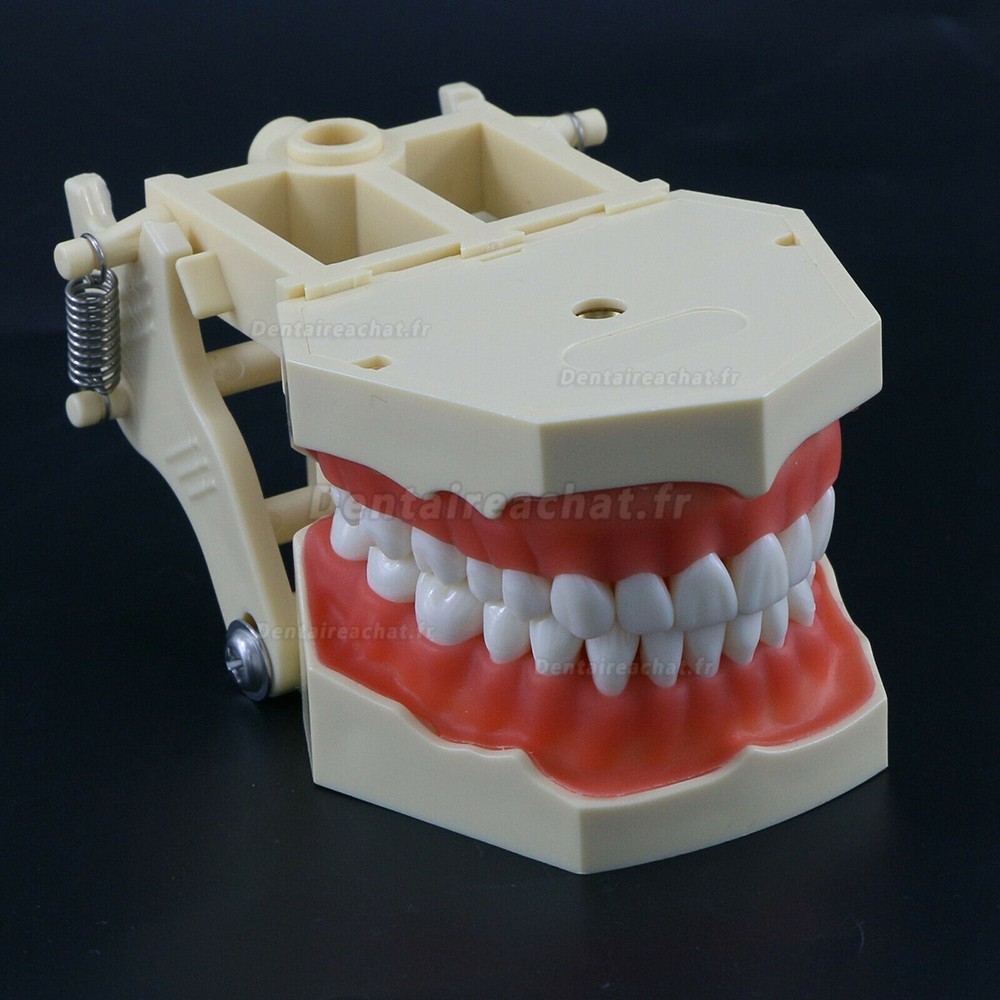 Modèle de restauration dentaire M8014 32 pièces dents compatible avec Frasaco AG3 Type