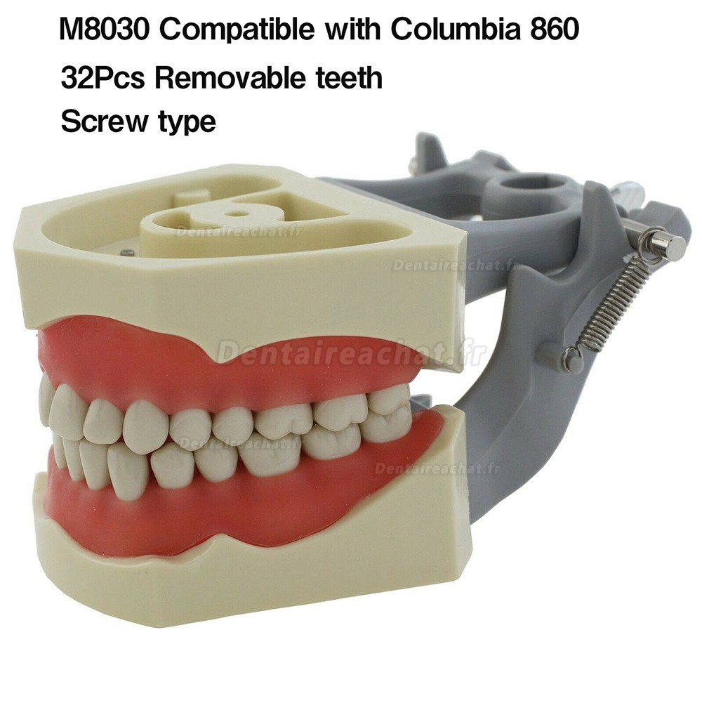 Modèle de restauration dentaire 32 pièces dents M8030 compatible avec Columbia 860