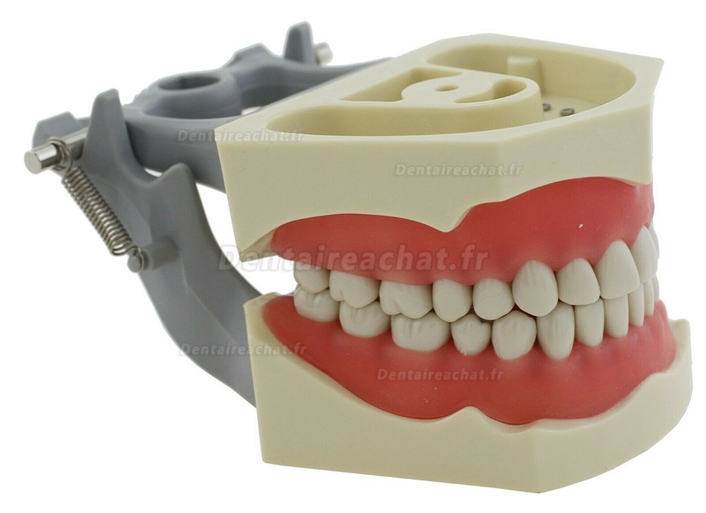 Modèle de restauration dentaire 32 pièces dents M8030 compatible avec Columbia 860