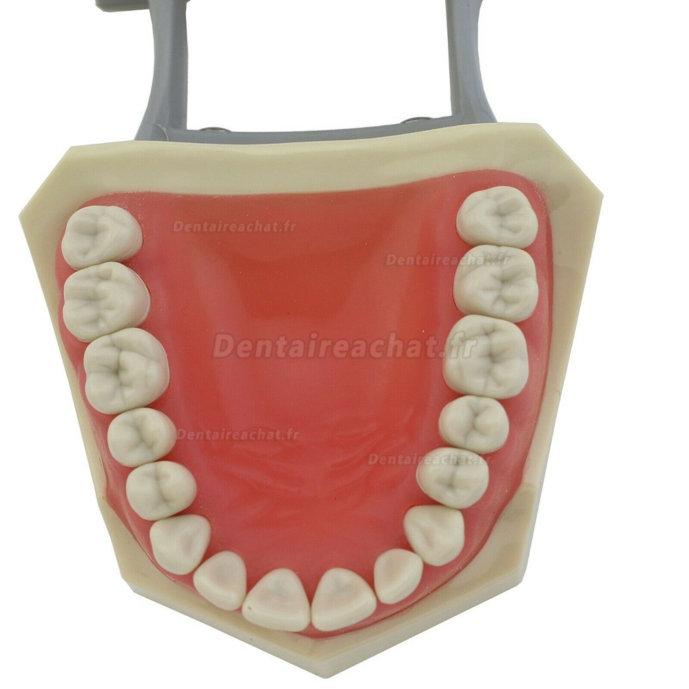 Modèle de restauration dentaire 32 pièces dents M8030 compatible avec Columbia 860