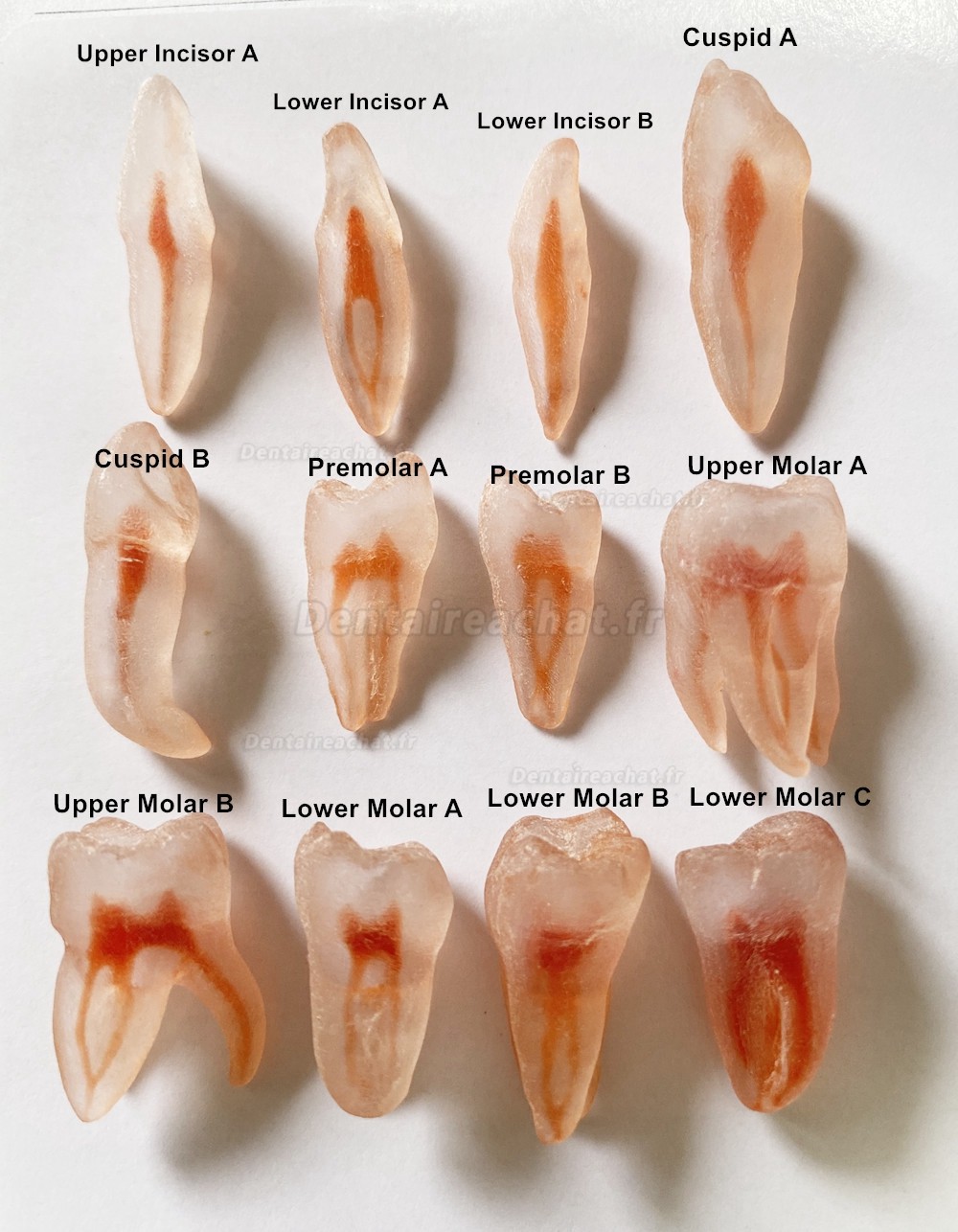 12 pièces modèle de dents (répliques de dents) pour pratique du dentiste