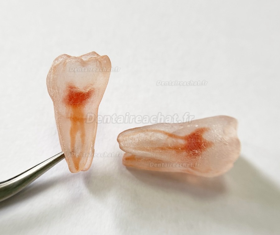 12 pièces modèle de dents (répliques de dents) pour pratique du dentiste