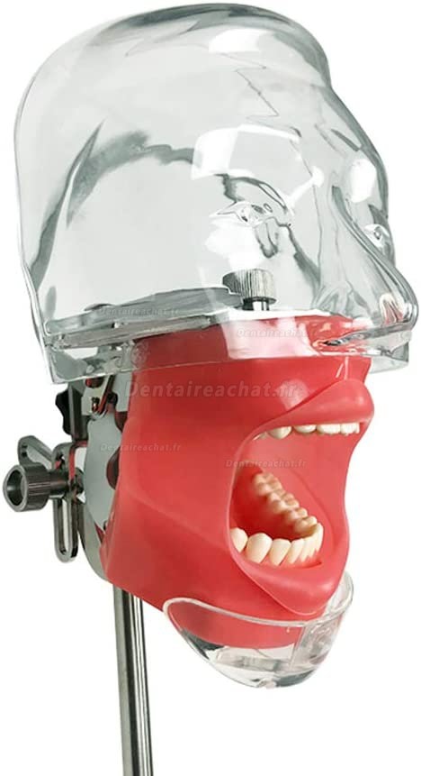 Simulateur d'entraînement des dents des dents (Banc monté réglage à 360 degrés)