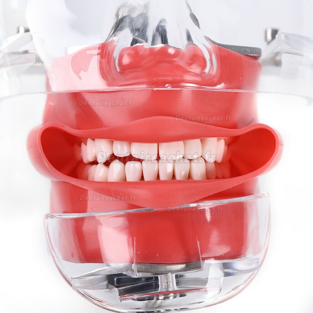 Mannequin de formation dentaire modèle de tête fantôme simulateur d'entraînement des dents des dents (Banc monté)