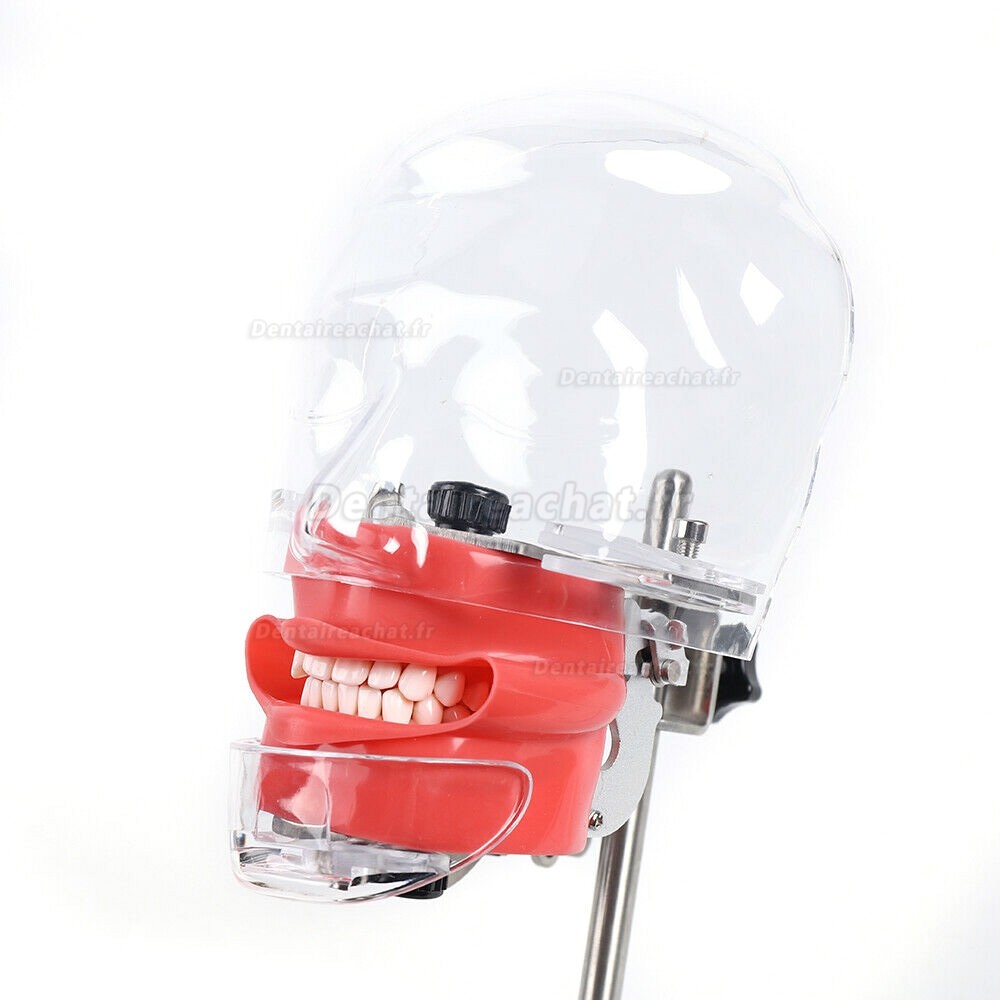 Mannequin de formation dentaire modèle de tête fantôme simulateur d'entraînement des dents des dents (Banc monté)