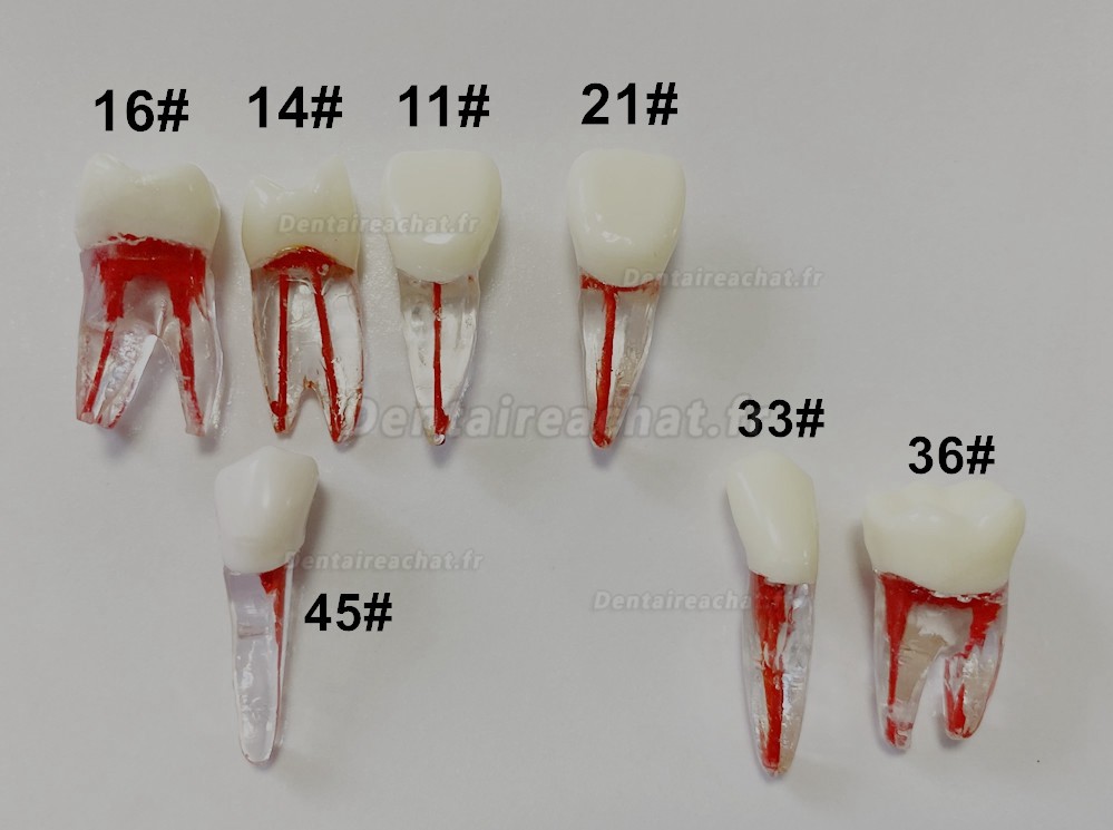 Modèle de dents dentaires pour pratique des limes endo (molaire/dent supérieure inférieure/prémolaire)