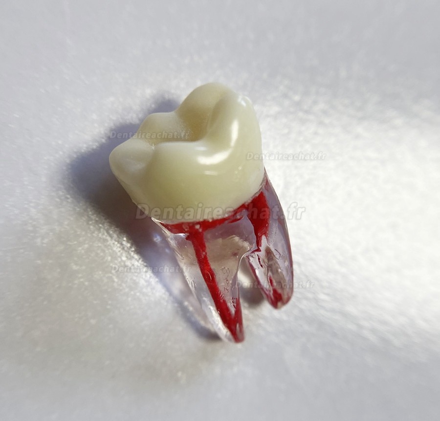 Modèle de dents dentaires pour pratique des limes endo (molaire/dent supérieure inférieure/prémolaire)